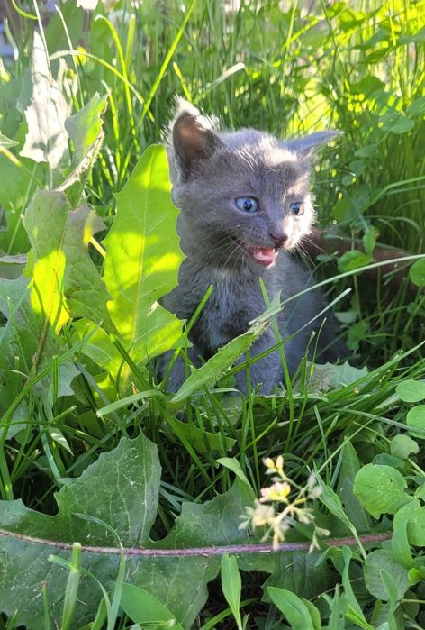 Котенок Дымчатый