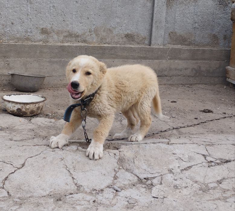 Алабай күшігі сатылады Еркек.