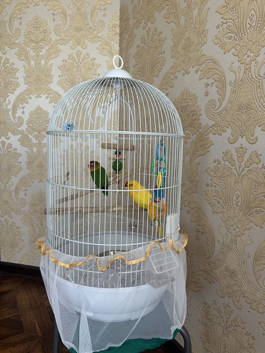 Продам зеленого попугая неразлучник