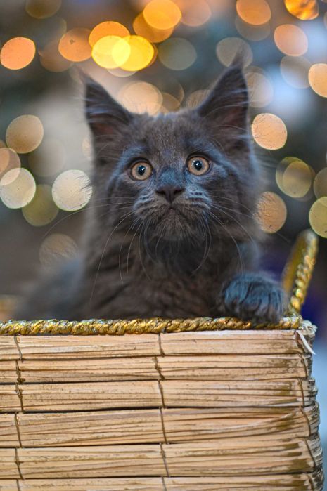 Продавам коте мейн-кун