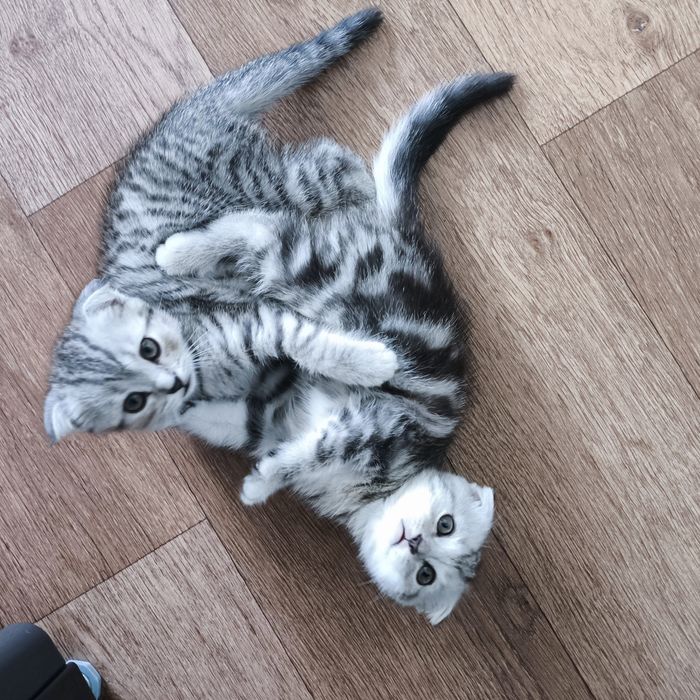 Продам котят. Вислоухие