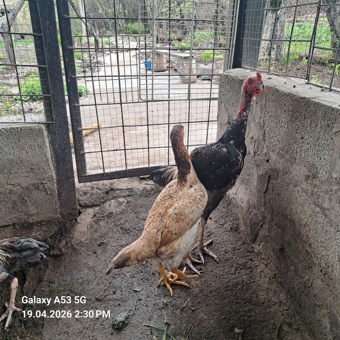 Продам 2 пары даканов