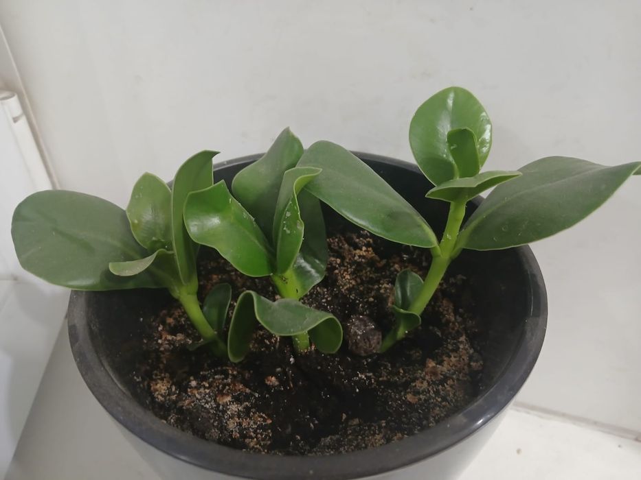 Продам цветы комнатные