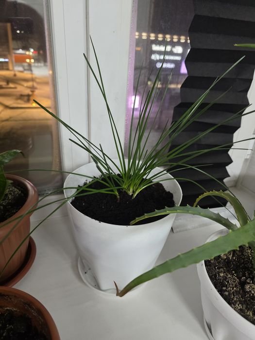 Комнатный цветок зевирантус