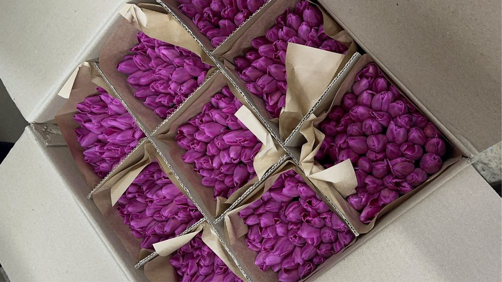 Тюльпаны тепличные большие оптом 55-60 см