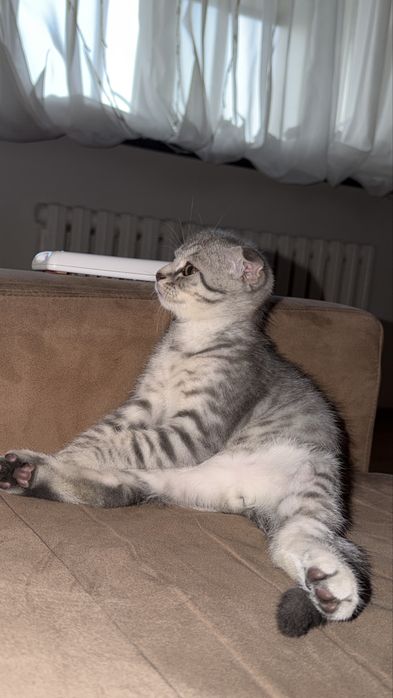 Шотландский котенок