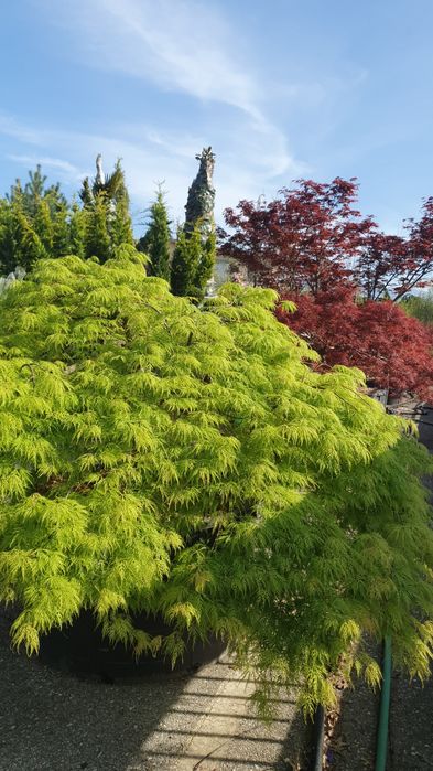 Plante ornamentale-Tuia, catalpa, leylandii, artar
