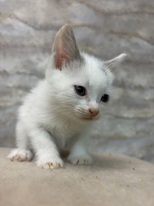 Отдам котят все разные