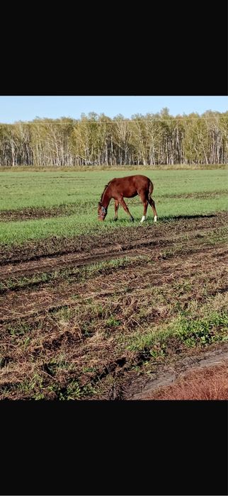 Продам Жеребцов оптом прошлогодие и нынеший