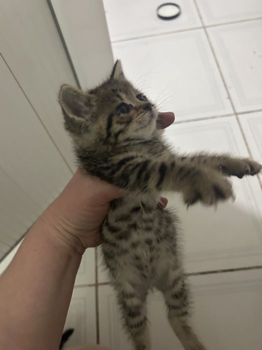 Котенок окрас таби