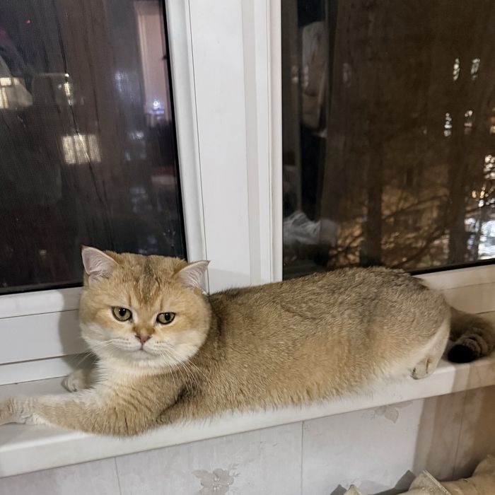 Золотой Шиншилла кот NU 12