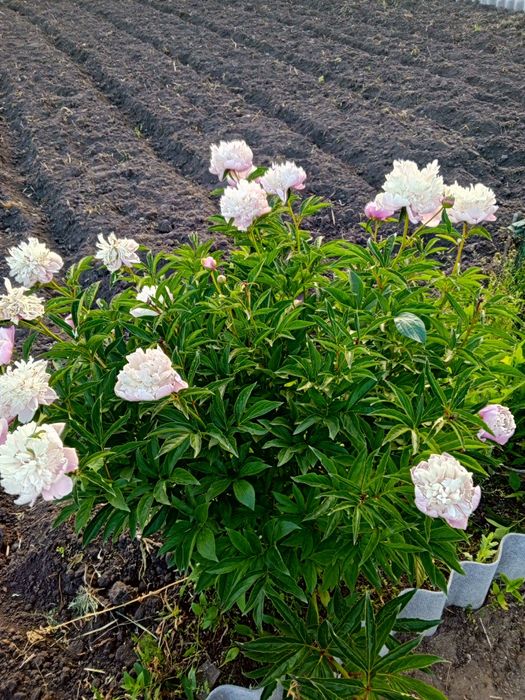 Дача 6 соток Борки