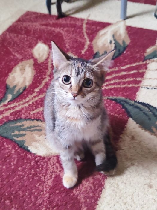 Котята ищут дом отдаю в добрые руки