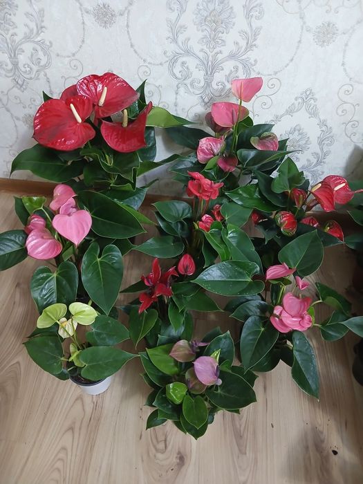 Комнатные растения