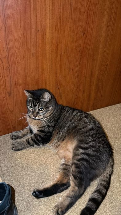 Мъжко коте търси дом, мил, гальовен и много красив