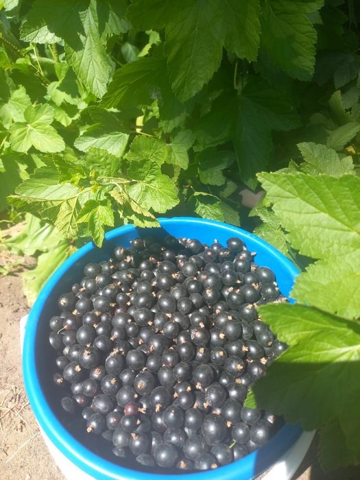 Продам смородину, вишню
