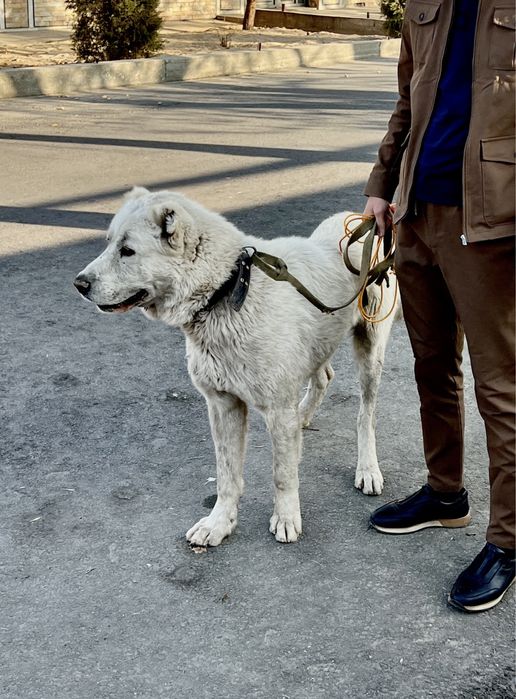 Toza zotli alabay sotiladi