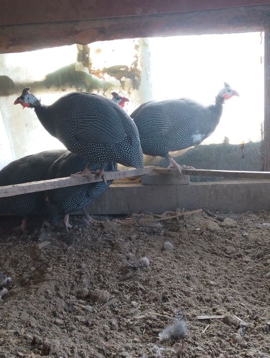 Цесарки тауык куры