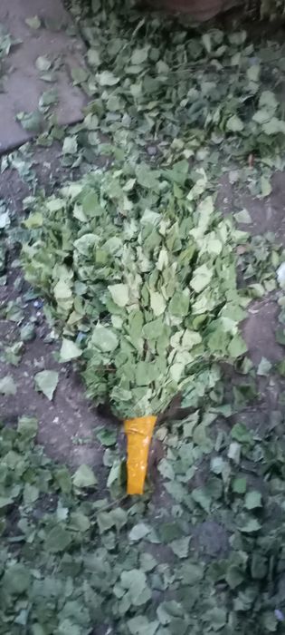 Берёзывые веники