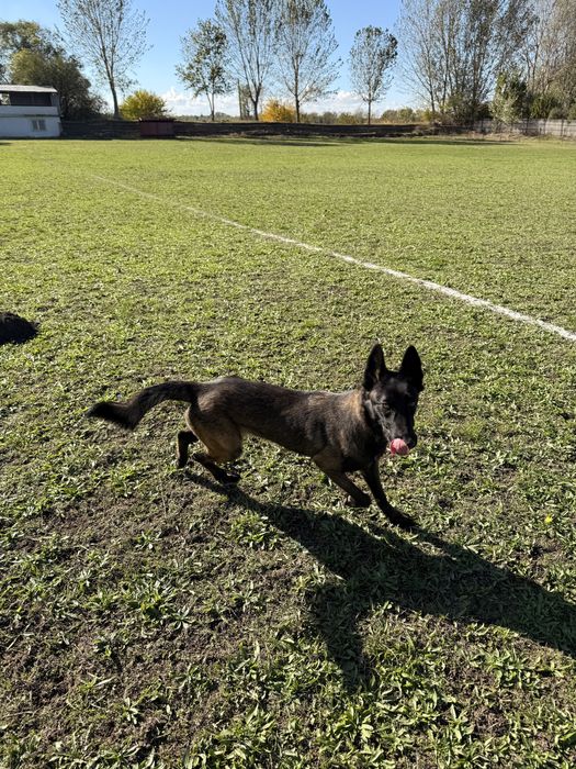 Belgian Malinois