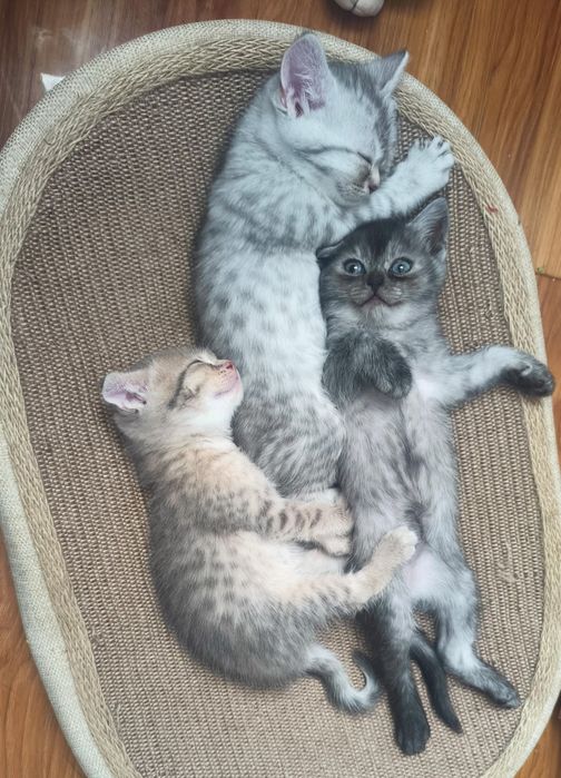 Продается шотландский котенок