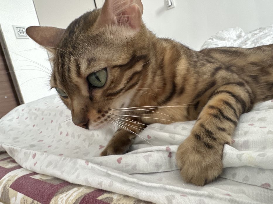 Вязка бенгальская кошка