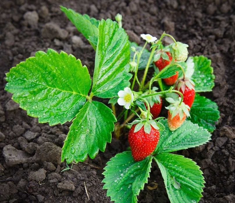 Саженцы клубники