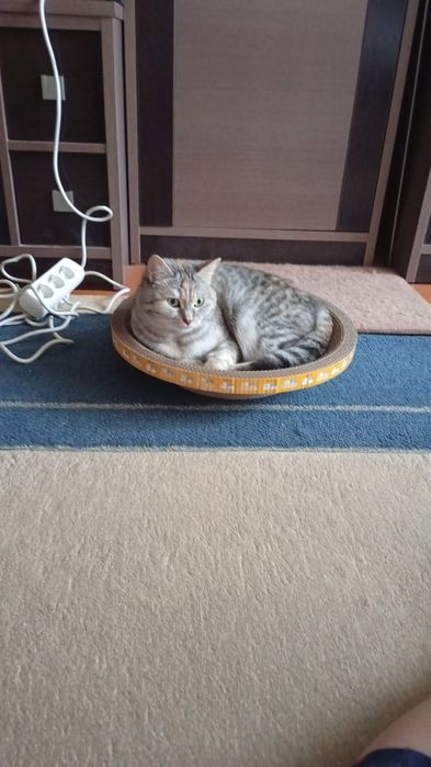 Отдам кошку в добрые руки