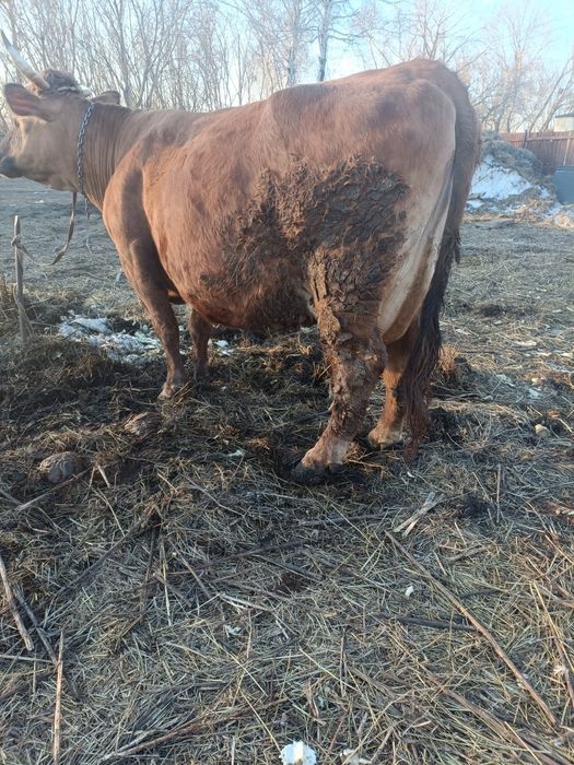 Продам корову 7 лет