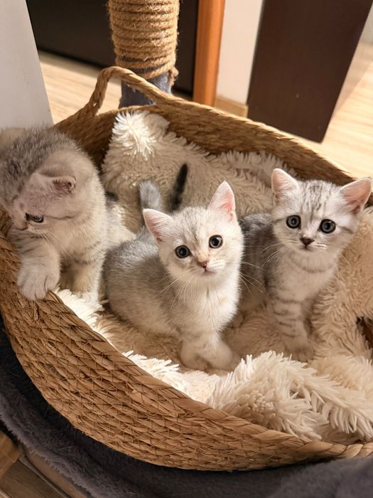 British shorthair Silver