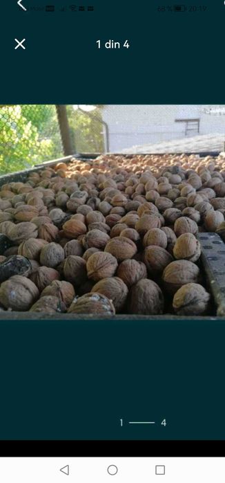 vând nuca în coaja