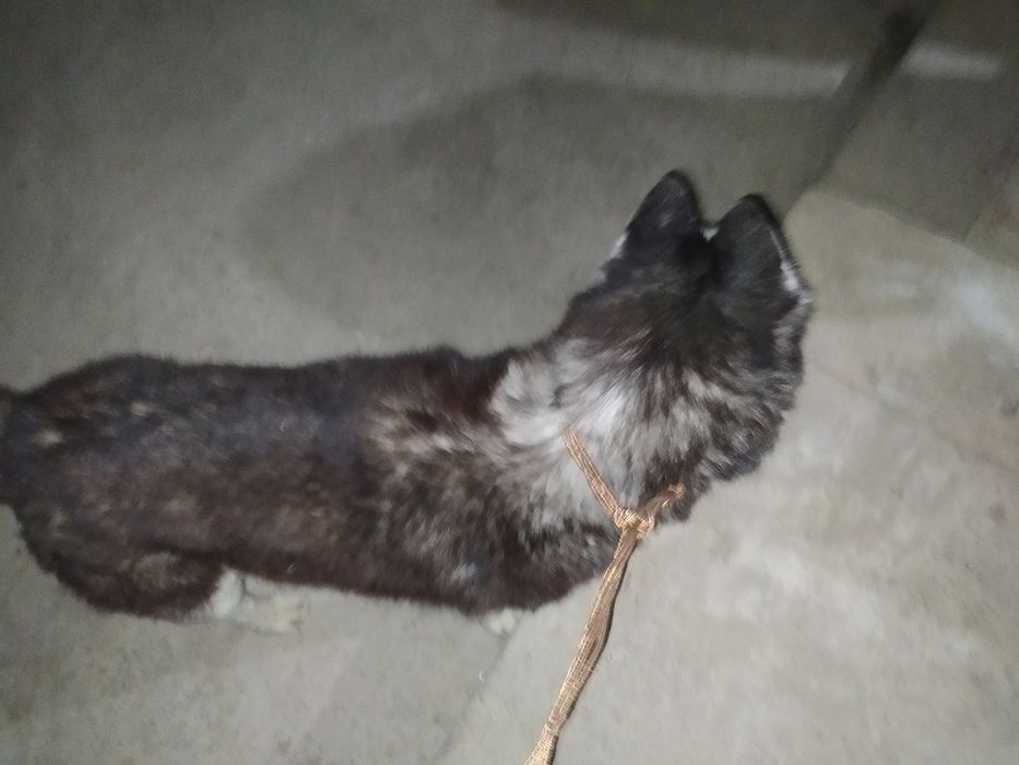 Собака хаски очень красивая 4 месяца