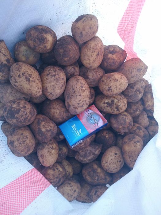 Продам картошку полторашка сорт Гала
