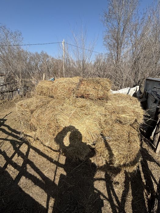 Шөп тюкпен сатылады қойға жақсы