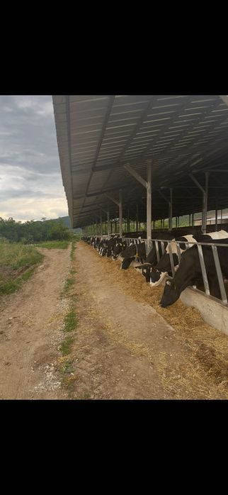 Продава се действаща кравеферма