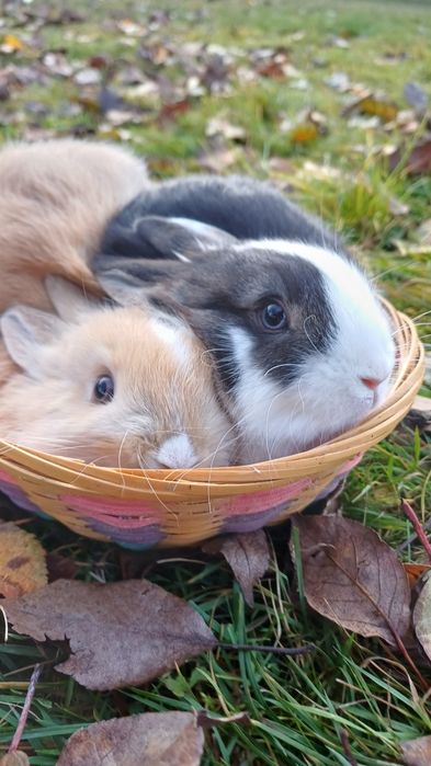 iepuri cap de leu pitic