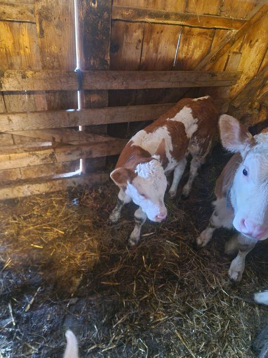 Vand vaca de 4 ani cu o vițea balțata de 3 săptămâni