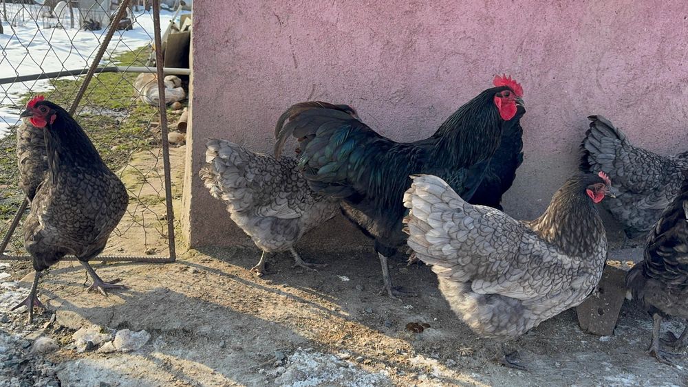 Oua australorp albastru