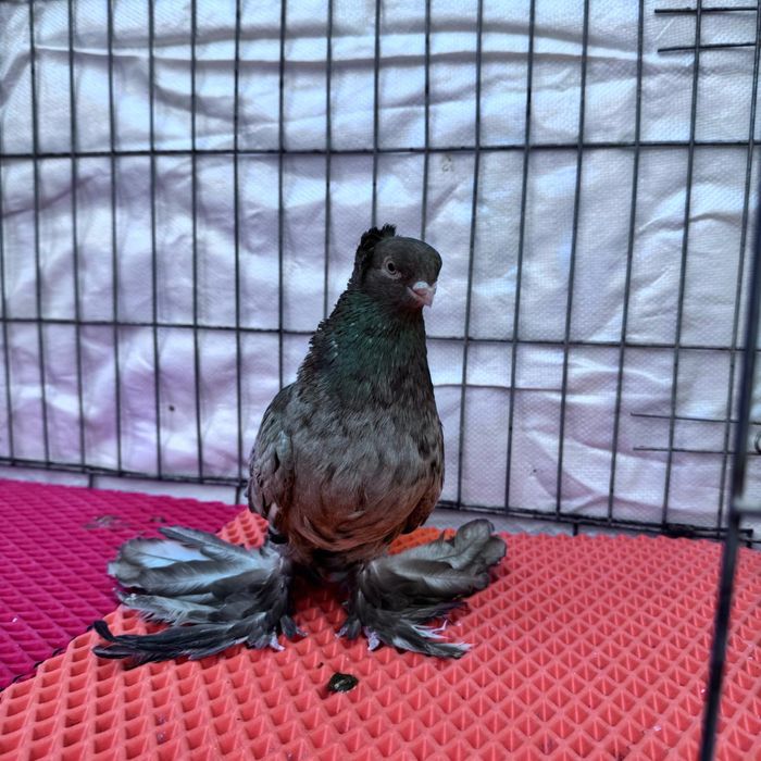 Продам голубей кептерлер сатылымда