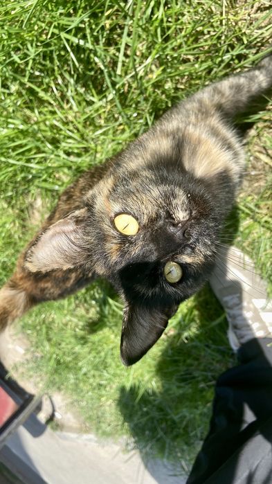 Кошка в добрые руки