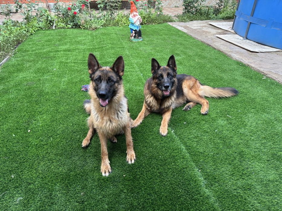 Щенки немецкой овчарки - бронирование