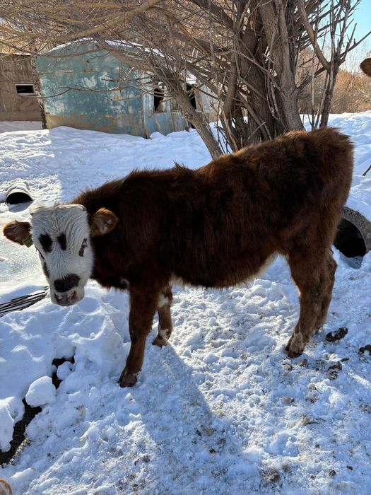 Продам телят: телочки, бычки