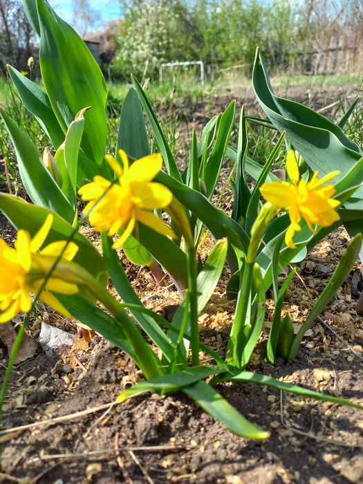 Продам дачу сад Здоровье