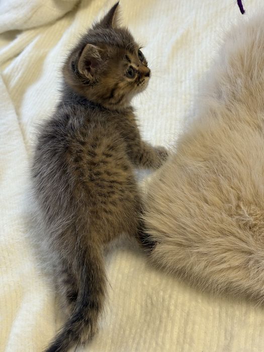 Продам британских котят