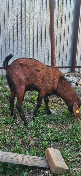 Козы разных пород