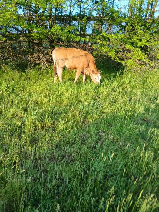 Vând doua vitele de 7-8luni, vaca