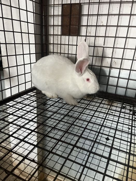 зайци за клане и разплод