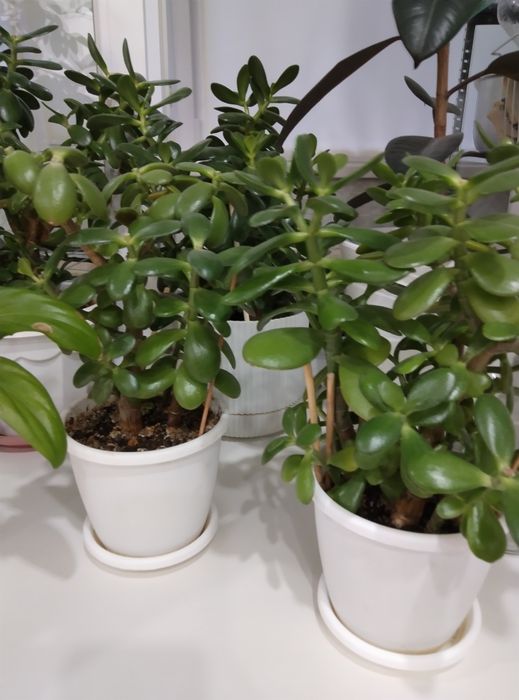 Продам денежный дерево. Очень хороший большой