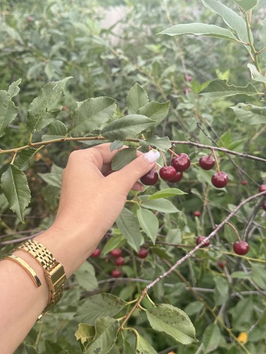Продам домашнюю вишню