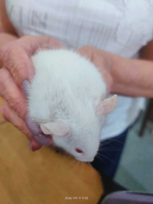 Крысята декоративные продам